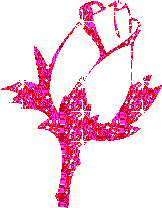 rose rose