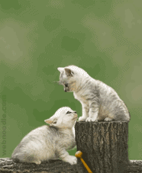 chat volant