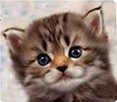 chat clin d'oeil