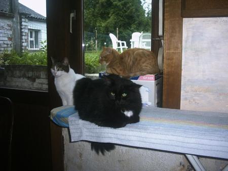 mes chats