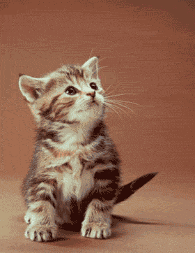 le chat